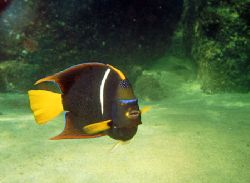 Cortez Angelfish at Pelican Rock, next to Los Arcos, Cabo... by David Huntley 